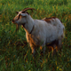 Image for article titled That time Mark Zuckerberg killed a goat for Twitter CEO Jack Dorsey’s dinner